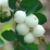 White Snowberry.png